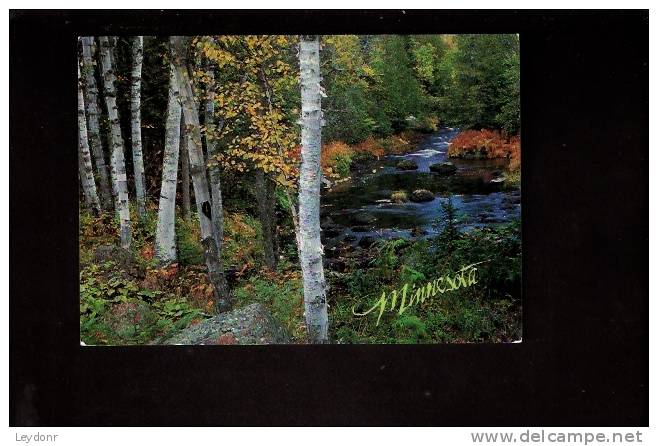 Woods And Stream, Minnesota - Sonstige & Ohne Zuordnung