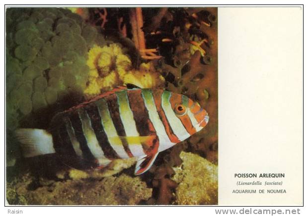 Poisson Arlequin (Lienardella Fasciata) Aquarium De Nouméa CPM Photo Non Circulé BE - Fische Und Schaltiere