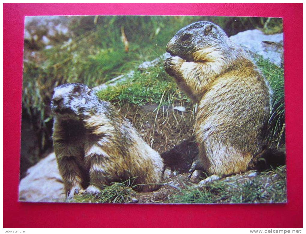 CPM -THEME ANIMAUX-MARMOTTES-MARMOTA MARMOTA L -MURMELTIERE-MARMOTS-MARMOTTEN  -NON VOYAGEE-CARTE EN BON ETAT - Monos