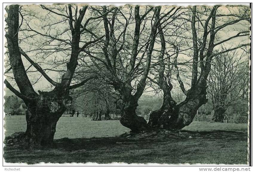 L'ardenne Pittoresque - Les Hêtres De Cokai Fagne - Jalhay