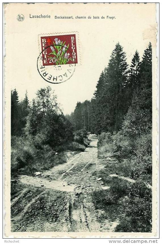 Lavacherie - Bockaissart - Chemin Du Bois De Freyr - Sainte-Ode