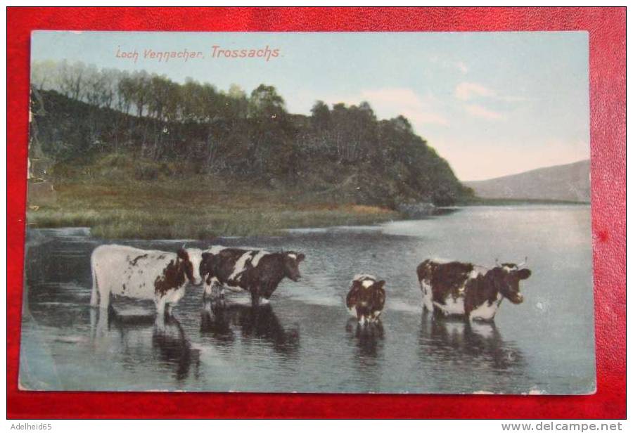 Loch Vennachar, Cows, Trossachs C 1910 F. Hartmann's Real Glossy Series G 4341/4 Hartmann - Stirlingshire