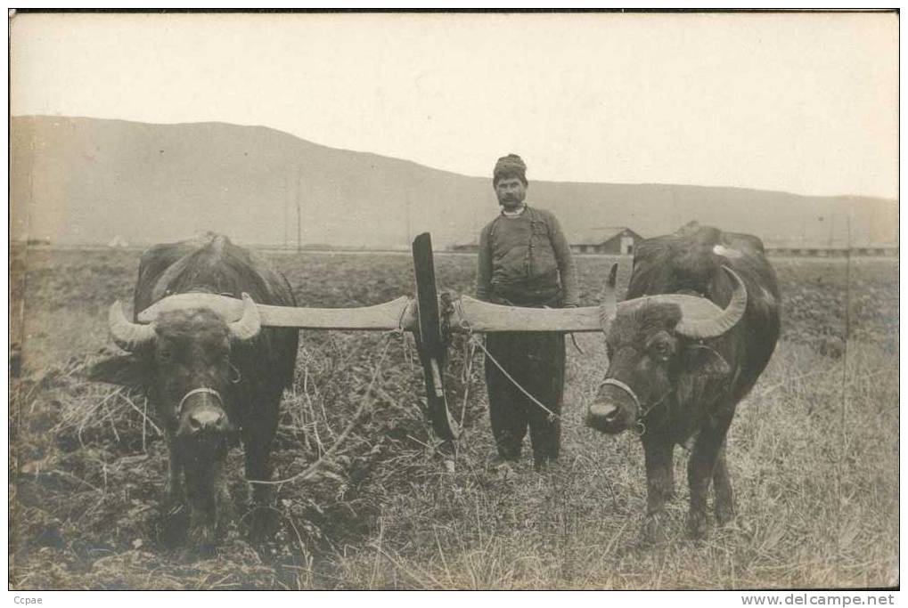 Sans Légende :  (Charrue à  "Ssarona"?). - Albanien