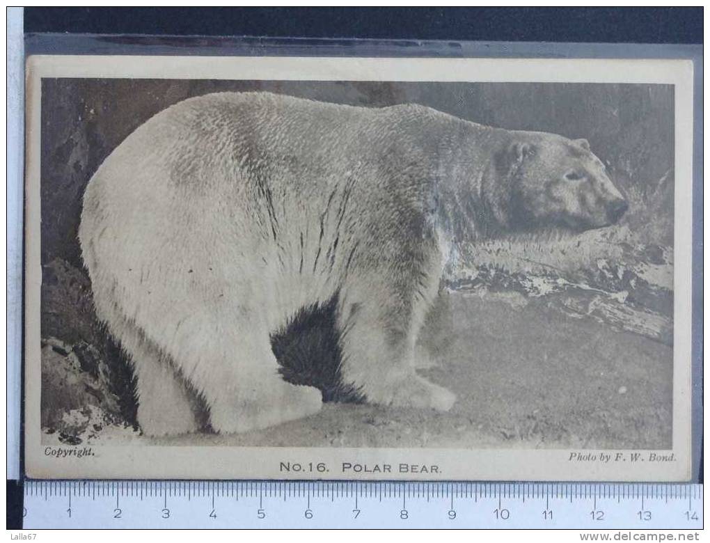 POLAR BEAR  ORSO POLARE N 4103 - Bears