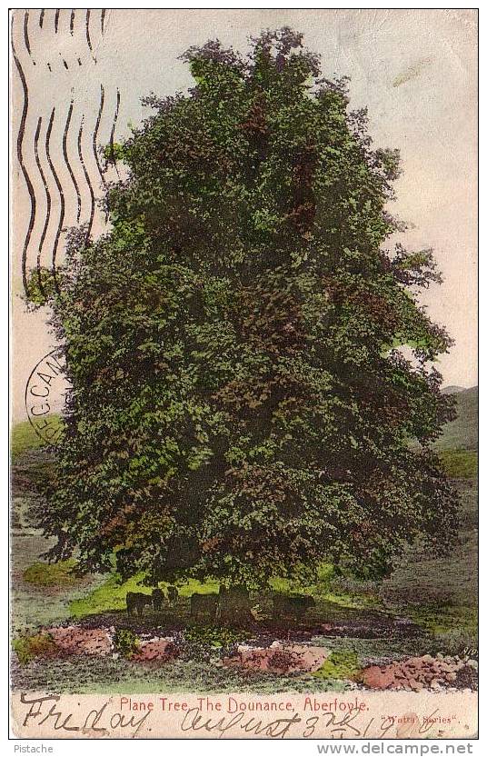 Aberfoyle Ontario - Plane Tree - Arbre - 1906 - Written - Fair Condition - Arbres