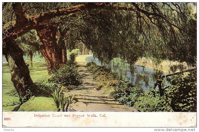 Irrigation Canal & Pepper Walk California - Circulée En 1910 - Voir Recto Verso - Other & Unclassified