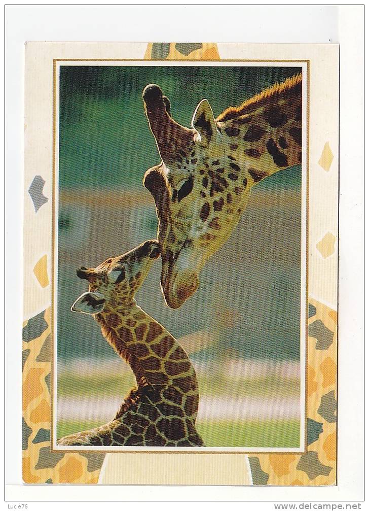 GIRAFES  -  Hallmark N°  180 CPF  713 4 - Giraffes