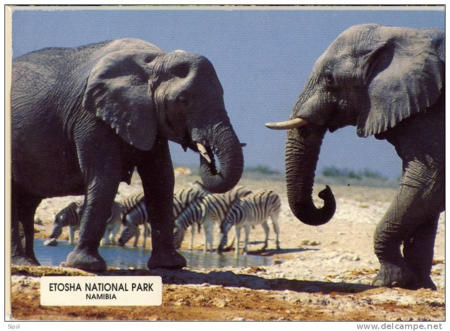 Elephants En Namibie - Elefanten