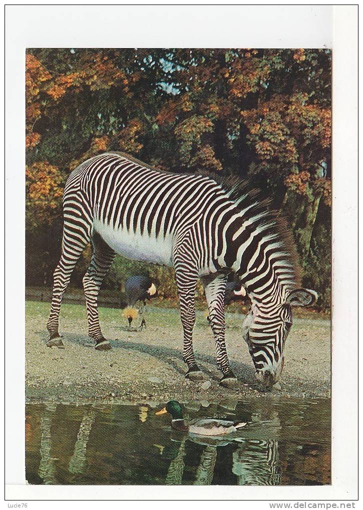 ZEBRE  -  ZEBRA  -  N°  16   -  Série N°  5138   - Les Animaux Sauvages  - MD Paris - Zebre