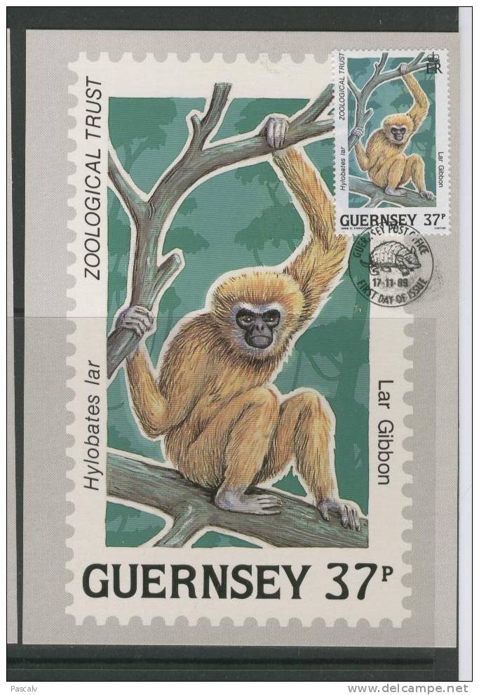 Guernesey Carte Maximum Avec Timbre Singe Gibbon - Singes