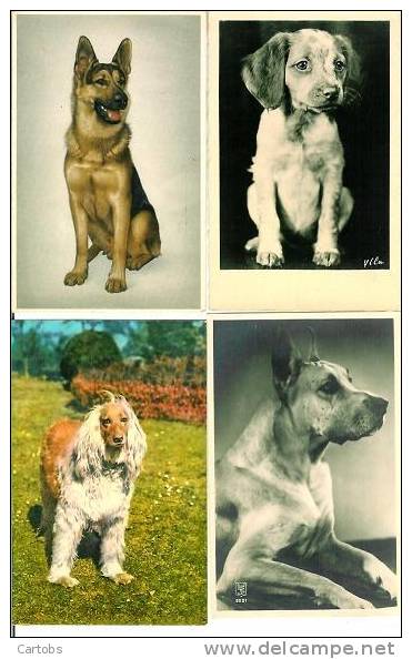 Beau Lot De 4 Cartes De Chiens - Chiens