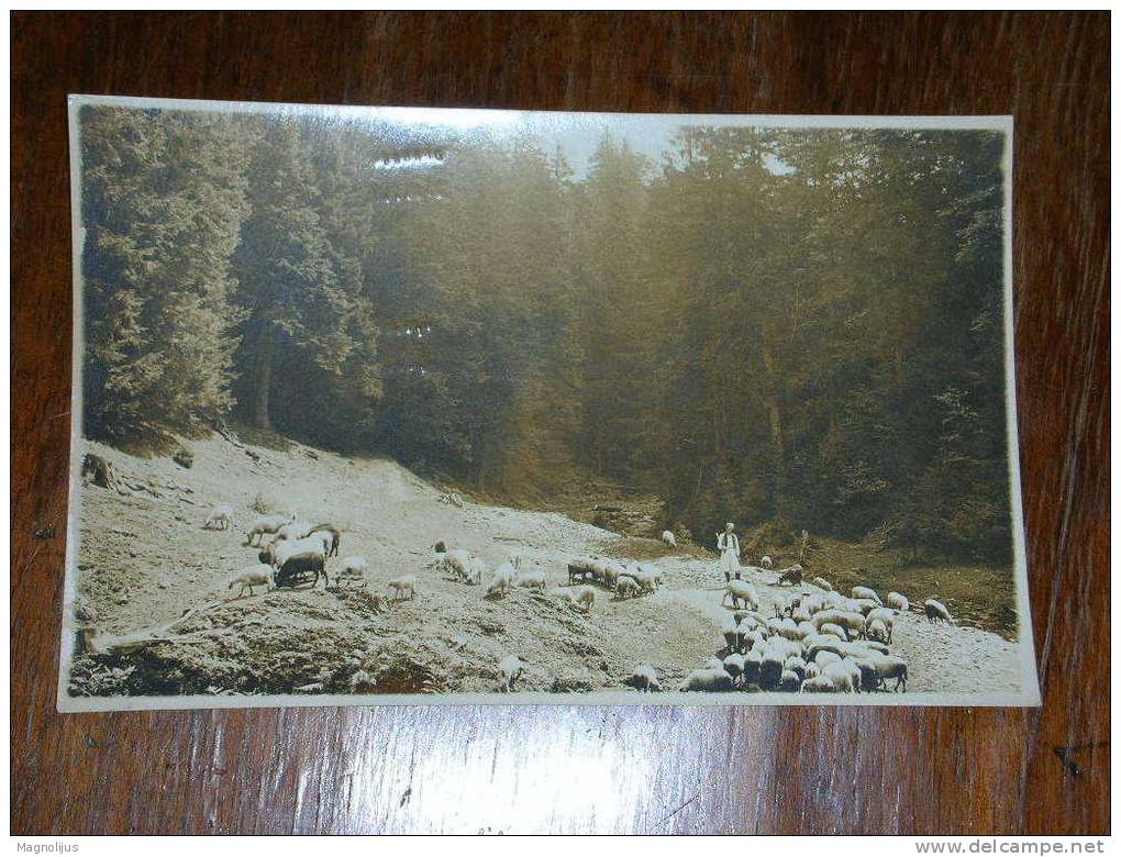 R!,Serbia,Kaludjerske Bare,Sheeps,Shephard,real Photo,vintage Postcard - Serbia