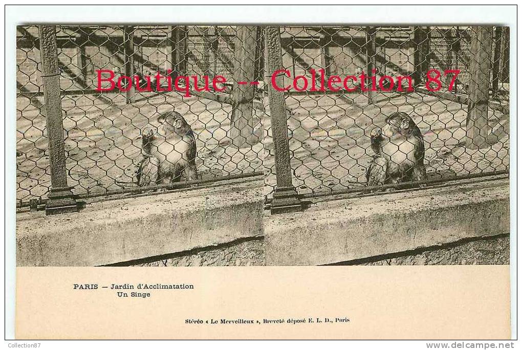 STEREOSCOPIQUE - SINGE Au JARDIN D´ACCLIMATATION - ZOO - MONKEY - STEREOVIEW 1900's - Apen