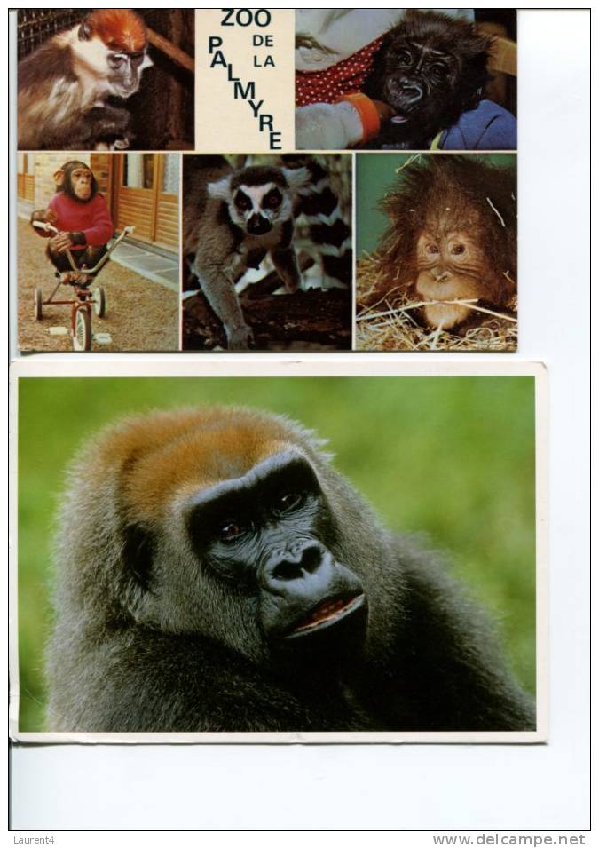 (2712) - 2 Ape Postcard - Singe - Gorille - Oran Outan - Singes