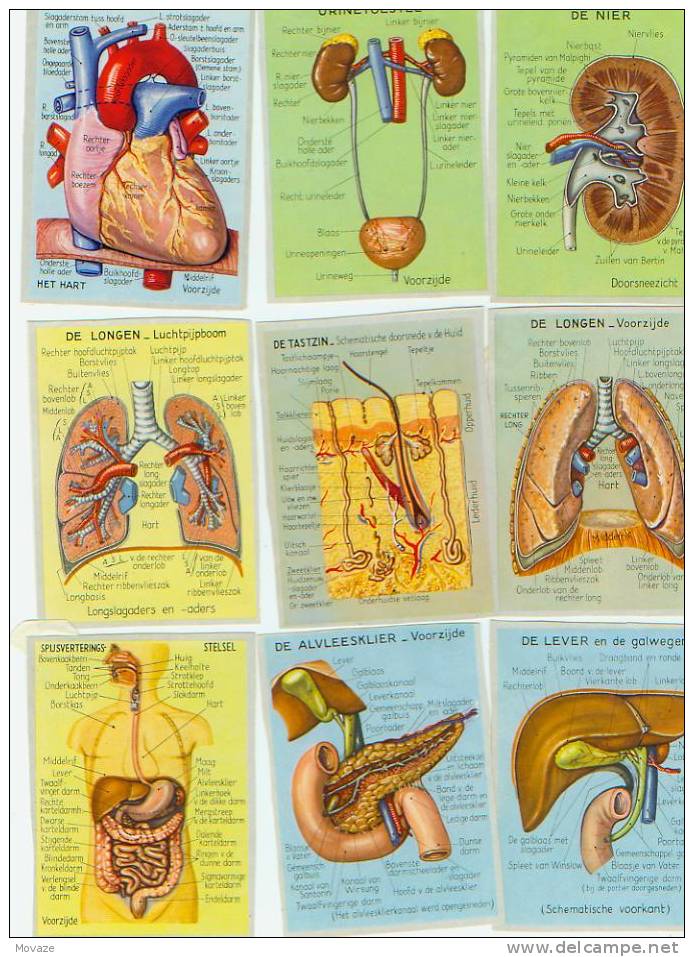 Oude Schoolprentjes "Het Menselijk Lichaam" - Autres & Non Classés