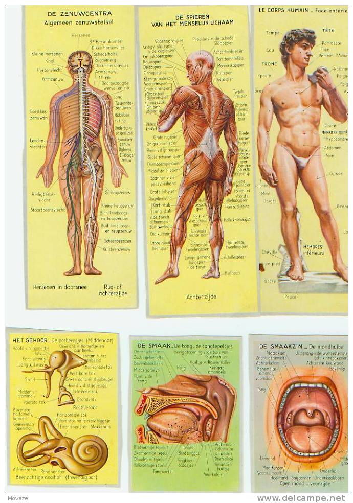 Oude Schoolprentjes "Het Menselijk Lichaam" - Autres & Non Classés