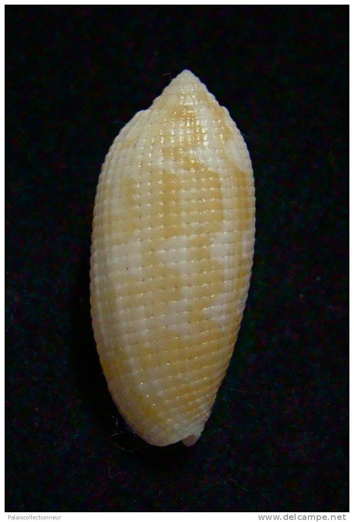 N°2239  //  MITRA ( Pterygia )  CRENULATA  " Nelle-CALEDONIE "  //  F+++  : 25,8mm  //  PEU COURANTE . - Coquillages