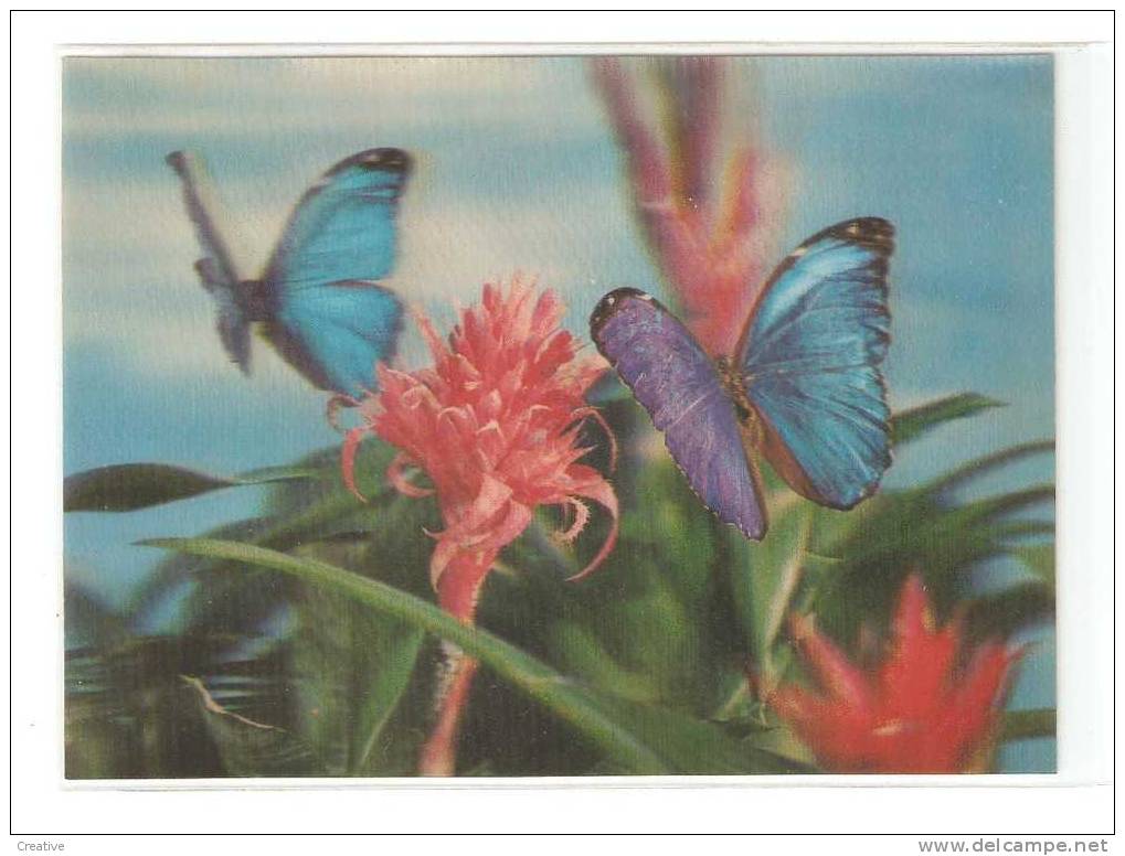 3 D Butterfly Postcard - Carte De Papillon En 3 D (2scans) - Butterflies