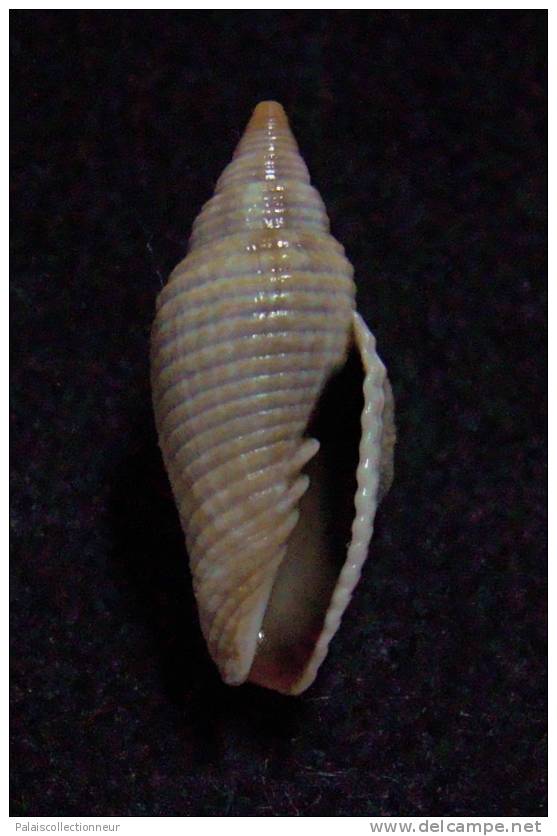 N°2242  //  MITRA ( Ziba )  BACILLUM  " VARIETE "  " Nelle-CALEDONIE "  //  GEM  : 19,6mm  //  PEU COURANTE . - Conchas Y Caracoles