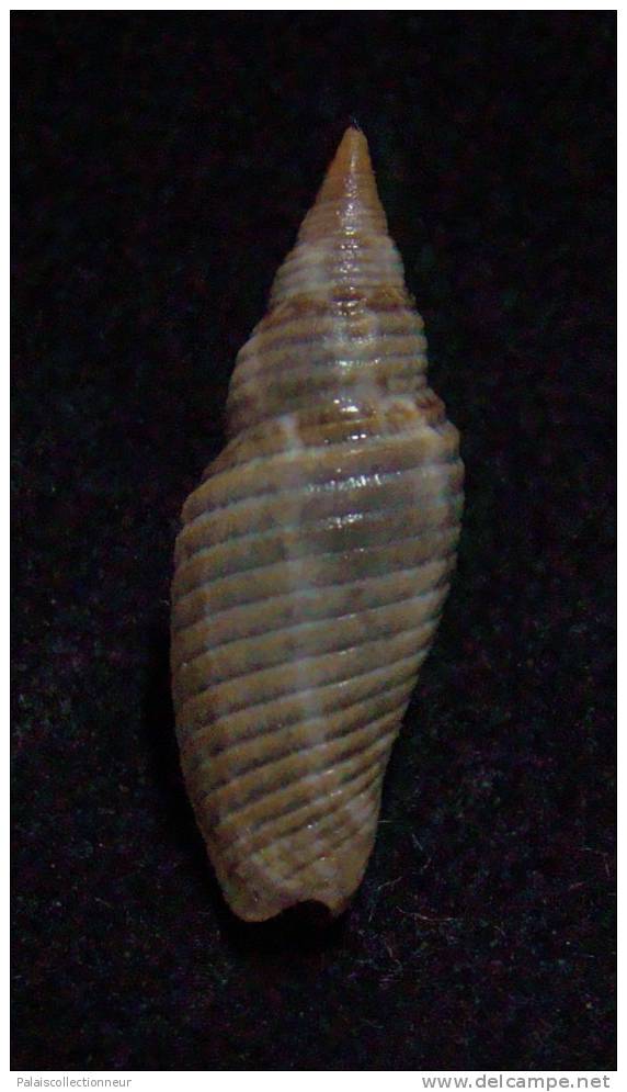 N°2243  //  MITRA ( Ziba )  BACILLUM  " VARIETE "  " Nelle-CALEDONIE "  //  GEM  : 23,7mm  //  PEU COURANTE . - Conchiglie