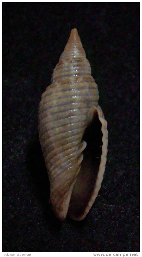 N°2243  //  MITRA ( Ziba )  BACILLUM  " VARIETE "  " Nelle-CALEDONIE "  //  GEM  : 23,7mm  //  PEU COURANTE . - Conchiglie