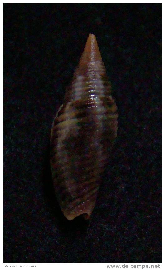 N°2245  //  MITRA ( Ziba )  BACILLUM  " VARIETE "  " Nelle-CALEDONIE "  //  GEM  : 19,4mm  //  ASSEZ RARE . - Seashells & Snail-shells