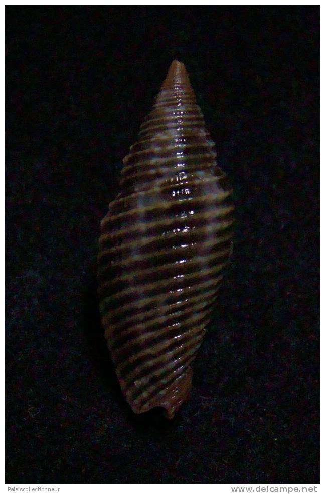 N°2246  //  MITRA ( Ziba )  BACILLUM  " VARIETE "  " Nelle-CALEDONIE "  //  GEM  : 23mm  //  ASSEZ RARE . - Seashells & Snail-shells