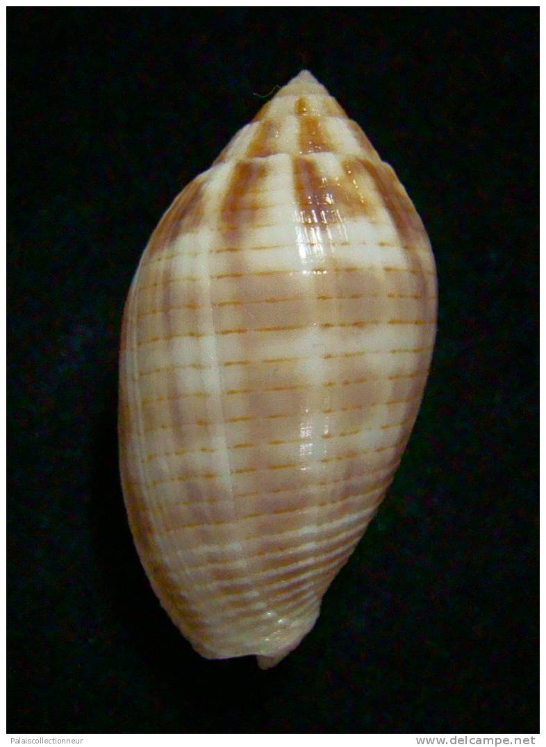 N°2249  //  MITRA ( Pterygia )  DACTYLUS  " VARIETE "  " Nelle-CALEDONIE "  //  F+++  : 34mm  //  PEU COURANTE . - Coquillages