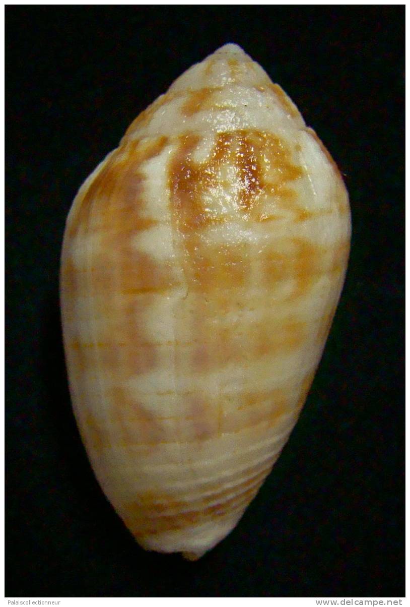 N°2250  //  MITRA ( Pterygia )  DACTYLUS  " VARIETE "  " Nelle-CALEDONIE "  //  F+  : GEANTE : 45,7mm  //  ASSEZ RARE . - Seashells & Snail-shells