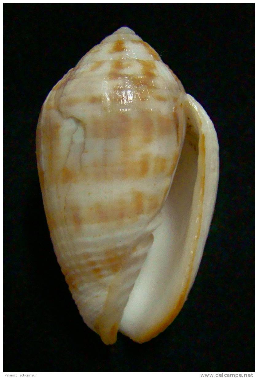 N°2250  //  MITRA ( Pterygia )  DACTYLUS  " VARIETE "  " Nelle-CALEDONIE "  //  F+  : GEANTE : 45,7mm  //  ASSEZ RARE . - Seashells & Snail-shells