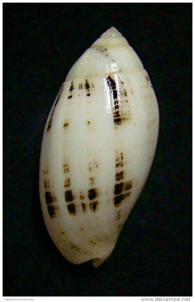N°2252  //  MITRA ( Pterygia )  NUCEA  " VARIETE "  " Nelle-CALEDONIE "  //  GEM  :  37,8mm  //  ASSEZ RARE . - Seashells & Snail-shells