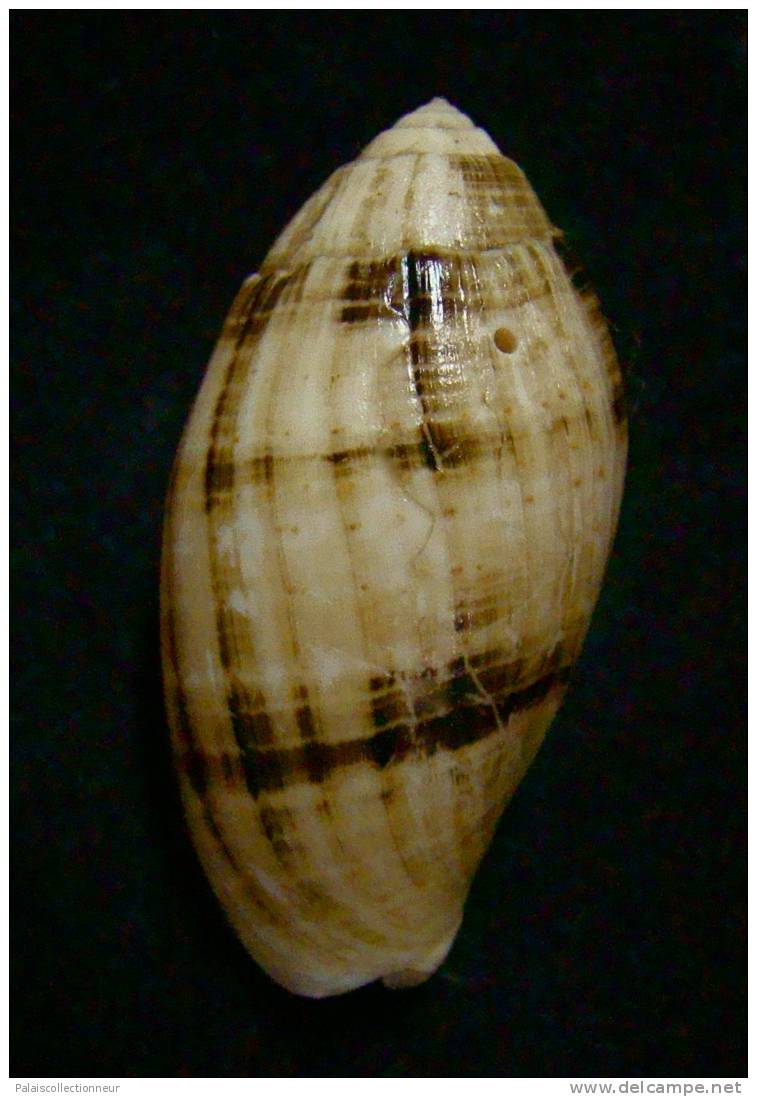 N°2253  //  MITRA ( Pterygia )  NUCEA  " VARIETE "  " Nelle-CALEDONIE "  //  F++  :  40,7mm  //  ASSEZ RARE . - Seashells & Snail-shells