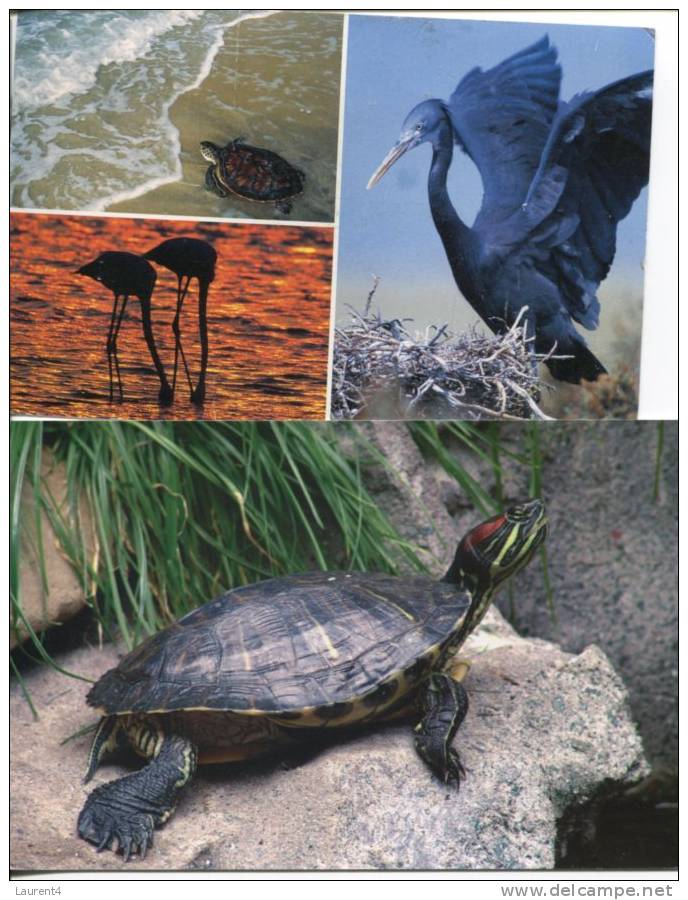 (0119) - 2 X Tortue - Tortoise & Turtle - Schildkröten