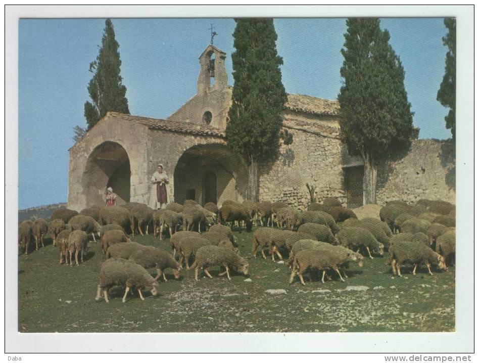 Eygalières. Moutons à La Chapelle Saint Sixte - Eyguieres