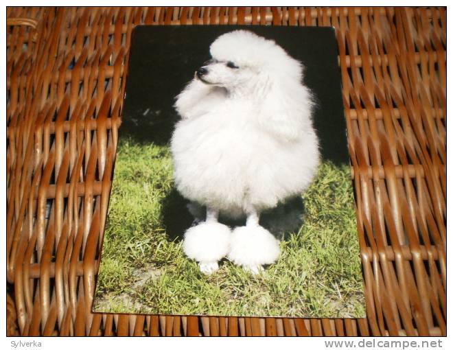 Hund Dog Chien Pudelhund Poodle Postkarte Postcard - Chiens