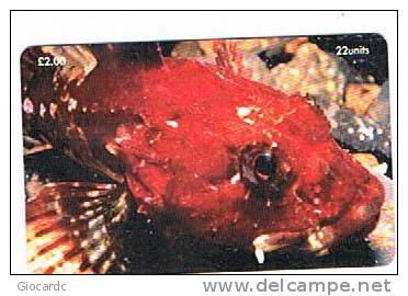 ISLE OF MAN - MANX TELECOM CHIP -MARINE LIFE: SCORPION FISH (TAURULUS BUBALIS) - (USED) CODE IOM36 - RIF. 7778 - Pesci