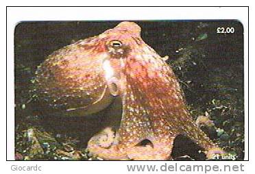 ISLE OF MAN - MANX TELECOM CHIP -MARINE LIFE: CURLED OCTOPUS ( ELEDONE CIRRHOSA) - (USED) CODE IOM38 - RIF. 7780 - Fish