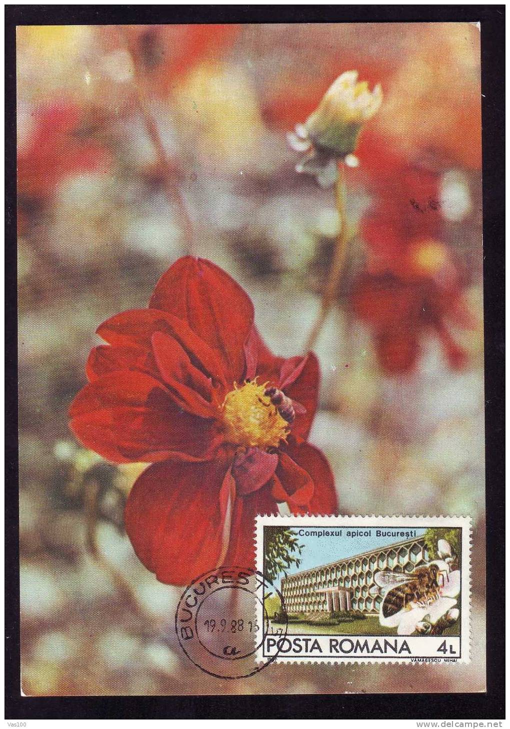 Bee Beeking Honey Abeille Bienen Apiculture 1988 Carte Maximum Maxicard - Bee Keeping Abeille Romania - Abeilles