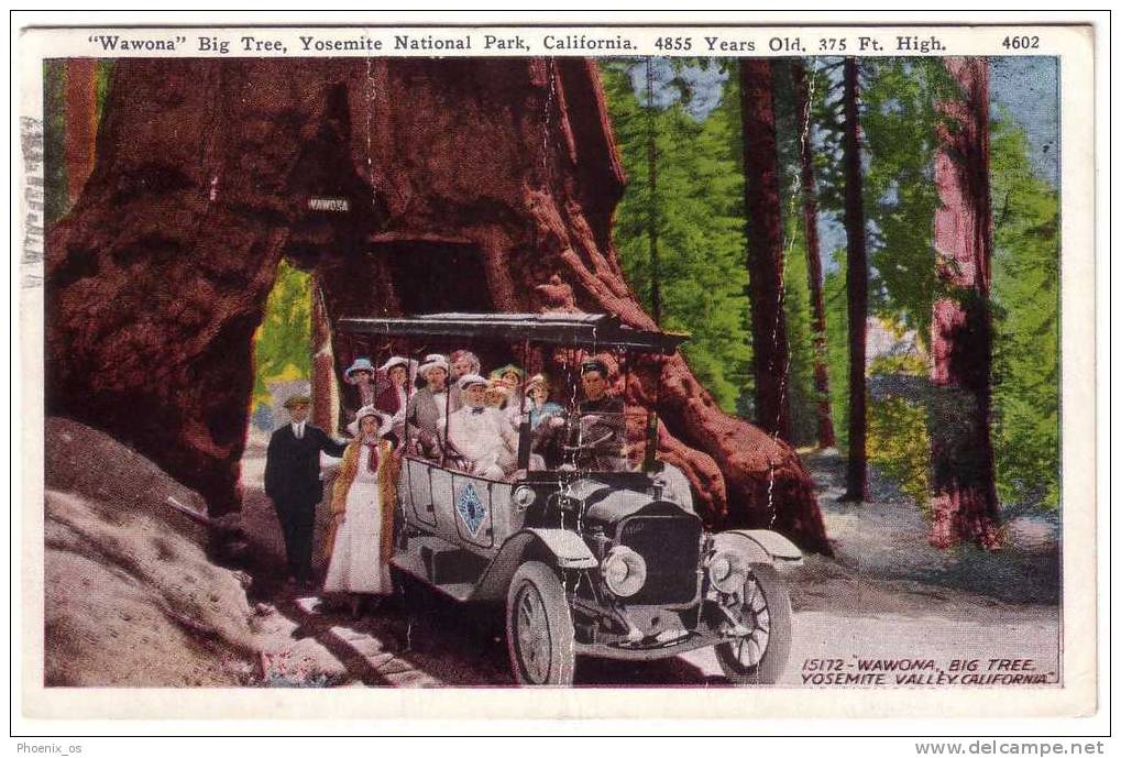 UNITED STATES - CALIFORNIA, YOSEMITE, "Wawona" Big Tree, Oldtimer, 1931. - Yosemite