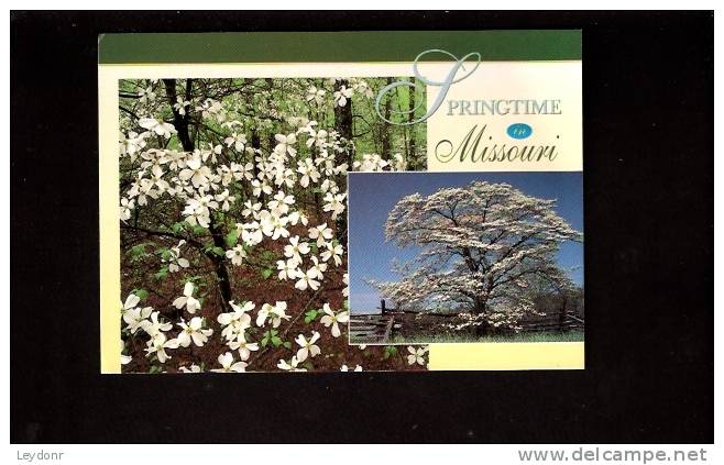 Dogwood Blossoming - Springtime In Missouri - Other & Unclassified