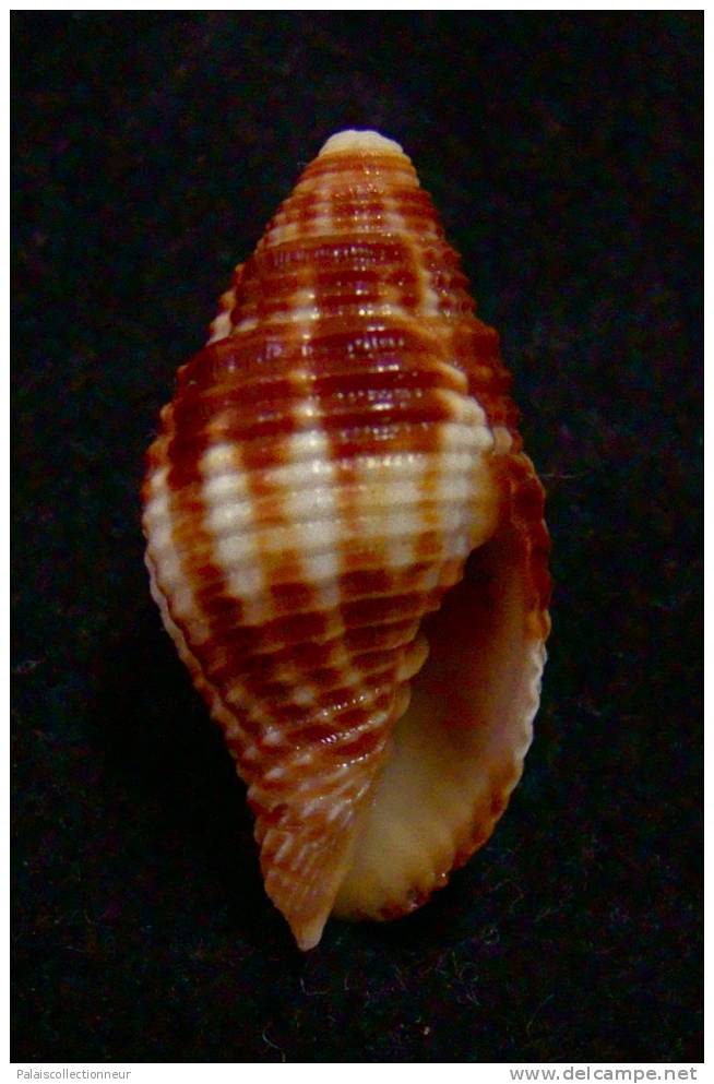 N°2261  //  MITRA ( Nebularia )  RUBRITINCTA   " Nelle-CALEDONIE "  //  F+ :  24,5mm  //  ASSEZ RARE . - Seashells & Snail-shells
