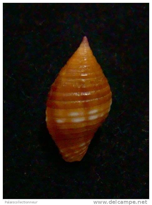 N°2266  //  MITRA ( Nebularia )  CHRYSALIS   " Nelle-CALEDONIE "  //  F+++ :  14,2mm  //  ASSEZ RARE . - Seashells & Snail-shells