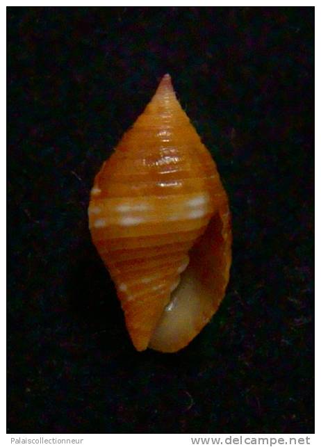 N°2266  //  MITRA ( Nebularia )  CHRYSALIS   " Nelle-CALEDONIE "  //  F+++ :  14,2mm  //  ASSEZ RARE . - Coquillages