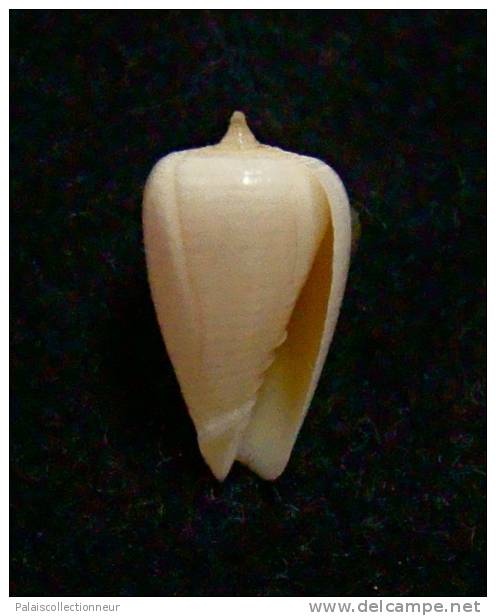 N°2269  //  MITRA ( Imbricaria )  PUNCTATA   " Nelle-CALEDONIE "  //  F++ :  12,1mm  //  PEU COURANTE . - Seashells & Snail-shells