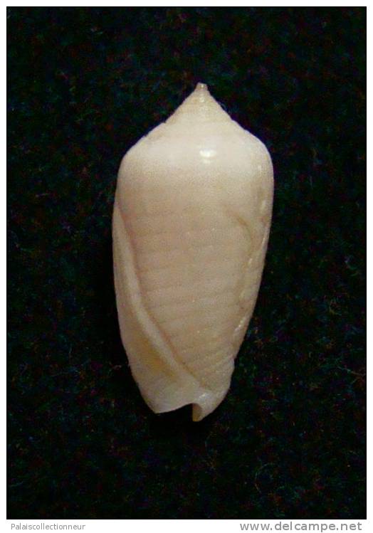 N°2271  //  MITRA ( Imbricaria )  PUNCTATA   " Nelle-CALEDONIE "  //  F++ :  GROSSE : 15,1mm  //  PEU COURANTE . - Seashells & Snail-shells