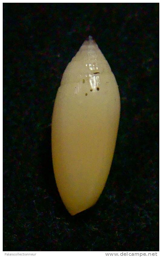 N°2273  //  MITRA ( Imbricaria )  OLIVAEFORMIS   " Nelle-CALEDONIE "  //  F++ :  GROSSE : 15,8mm  //  ASSEZ COURANTE . - Coquillages