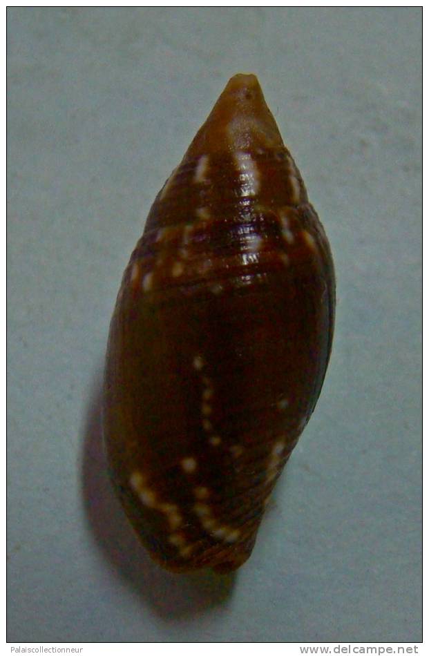 N°2275  //  MITRA ( Strigatella ) SCUTULATA  " Nelle-CALEDONIE " //  F+++  :  23,1mm  //  PEU COURANTE . - Seashells & Snail-shells