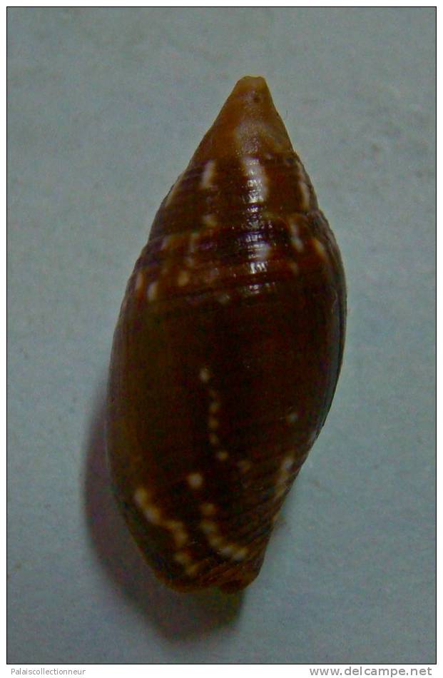 N°2275  //  MITRA ( Strigatella ) SCUTULATA  " Nelle-CALEDONIE " //  F+++  :  23,1mm  //  PEU COURANTE . - Coquillages