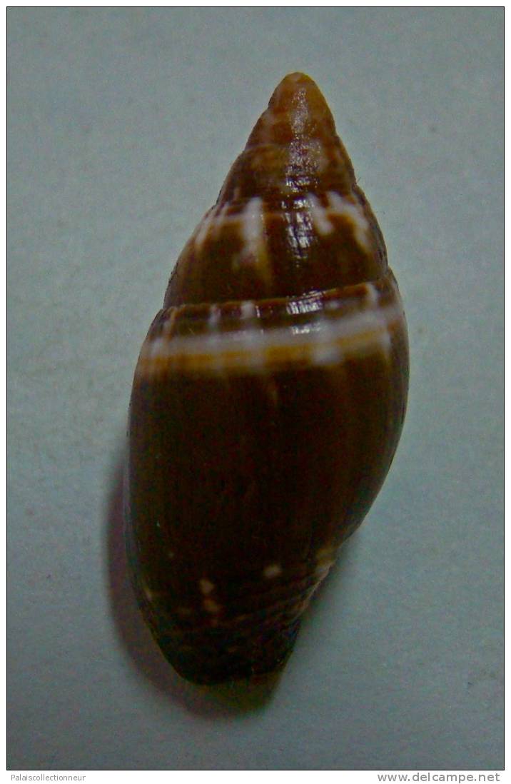 N°2277  //  MITRA ( Strigatella ) SCUTULATA  " Nelle-CALEDONIE " //  GEM  :  28mm  //  PEU COURANTE  . - Schelpen