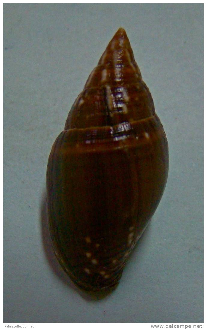 N°2278  //  MITRA ( Strigatella ) SCUTULATA  " Nelle-CALEDONIE " //  F+++  :  30,8mm  //  PEU COURANTE  . - Seashells & Snail-shells